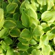 HOSTA 'Golden Tiara'