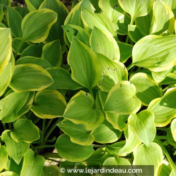 HOSTA &#039;Golden Tiara&#039;