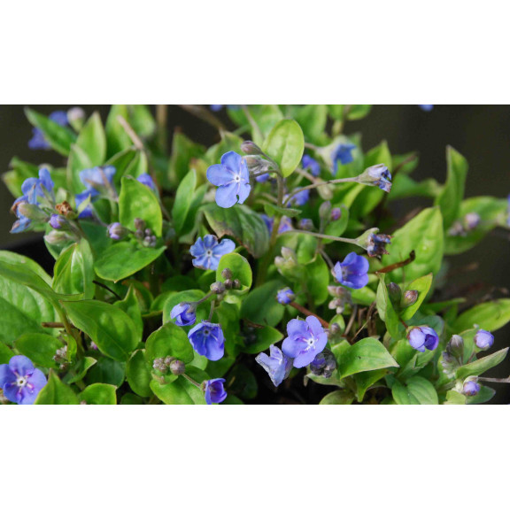 OMPHALODES cappadocica