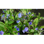 OMPHALODES cappadocica