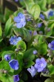 OMPHALODES cappadocica