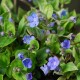 OMPHALODES cappadocica