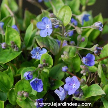 OMPHALODES cappadocica