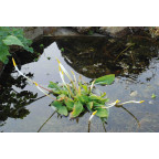 ORONTIUM aquaticum ORONTIUM aquaticum