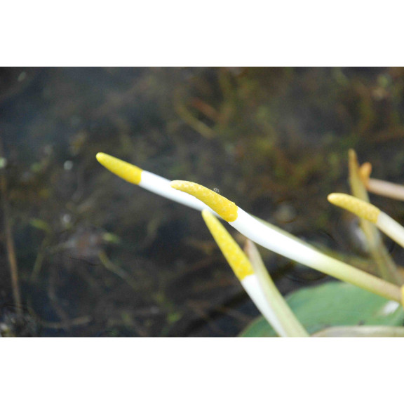 ORONTIUM aquaticum