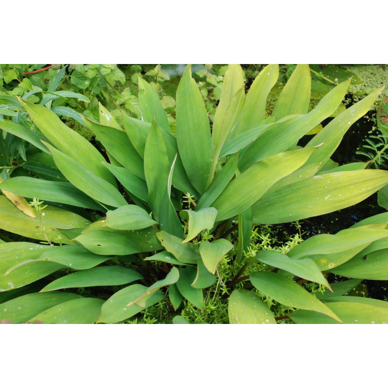 ORONTIUM aquaticum ORONTIUM aquaticum