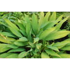 ORONTIUM aquaticum ORONTIUM aquaticum