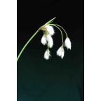 ERIOPHORUM latifolium