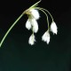 ERIOPHORUM latifolium