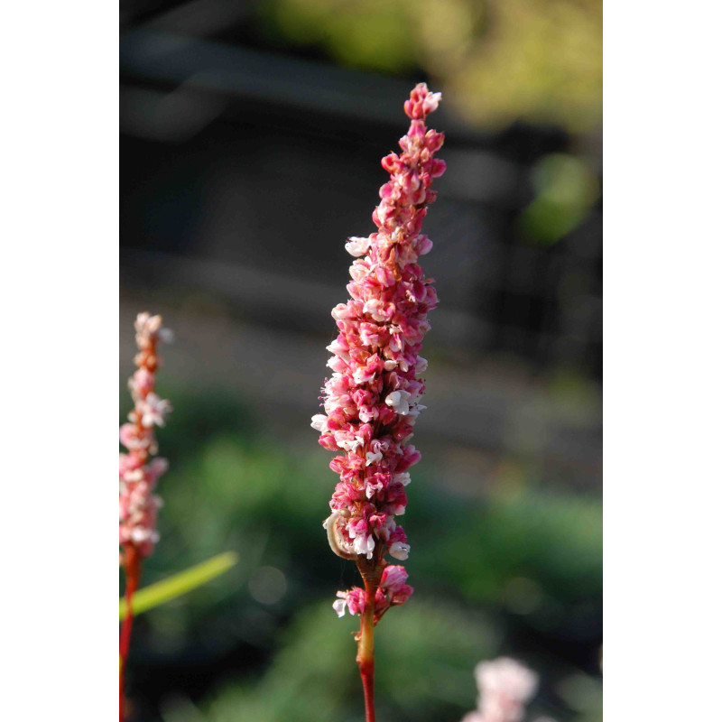 PERSICARIA affinis 'Darjeeling Red'