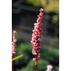 PERSICARIA affinis 'Darjeeling Red'