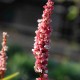 PERSICARIA affinis 'Darjeeling Red'