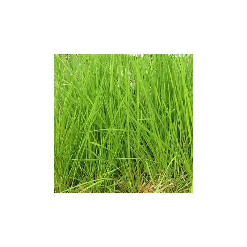 DESCHAMPSIA cespitosa