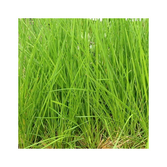 DESCHAMPSIA cespitosa