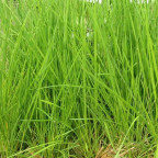 DESCHAMPSIA cespitosa