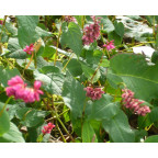 PERSICARIA amplexicaulis 'Inverleith'