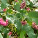 PERSICARIA amplexicaulis 'Inverleith'