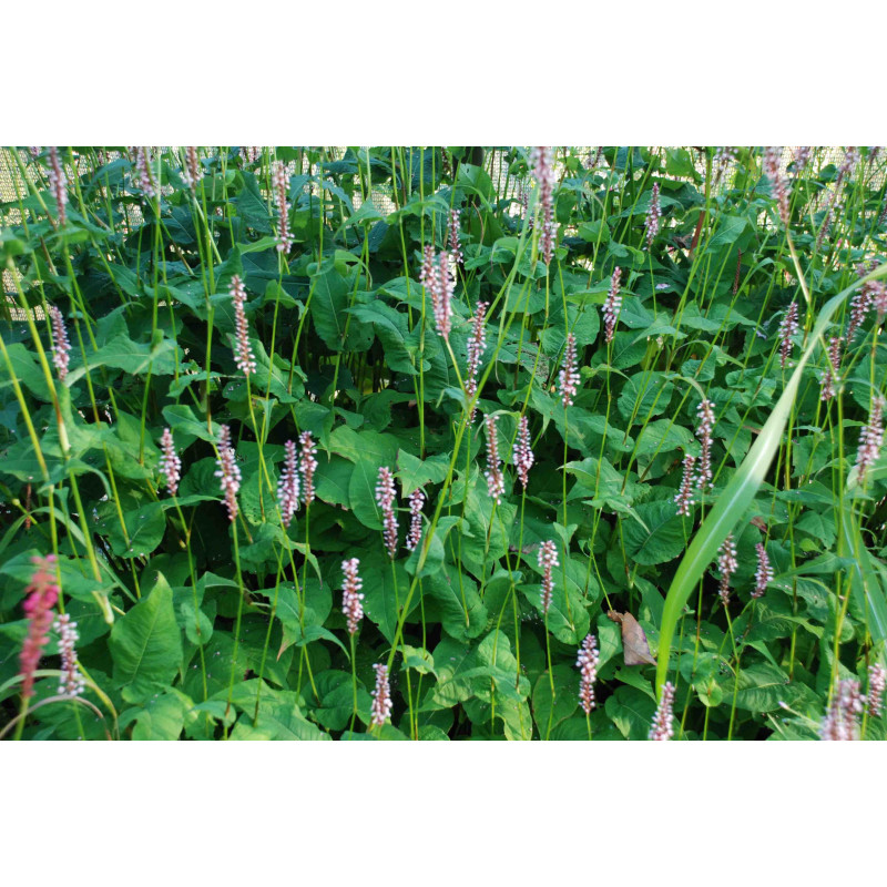 PERSICARIA amplexicaulis 'Rosea'