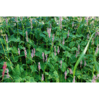 PERSICARIA amplexicaulis 'Rosea'
