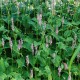 PERSICARIA amplexicaulis 'Rosea'