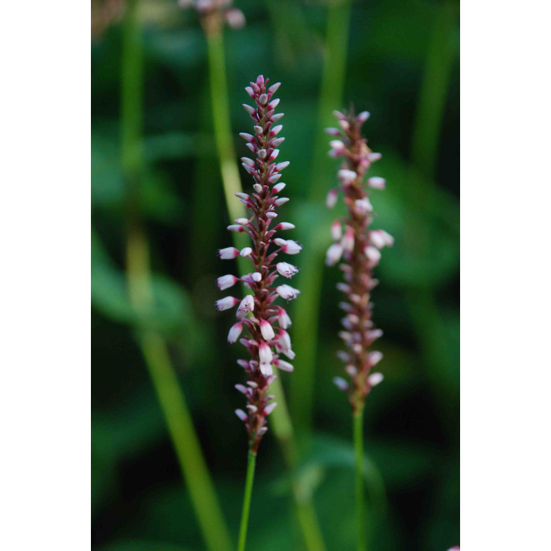 PERSICARIA amplexicaulis 'Rosea'