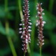 PERSICARIA amplexicaulis 'Rosea'