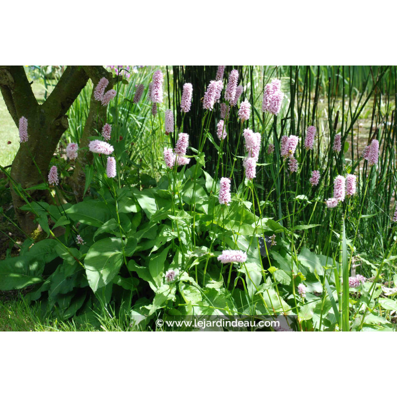 PERSICARIA bistorta 'Superba' PERSICARIA bistorta 'Superba'