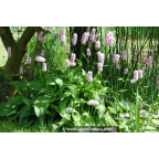 PERSICARIA bistorta 'Superba' PERSICARIA bistorta 'Superba'