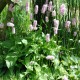 PERSICARIA bistorta 'Superba'