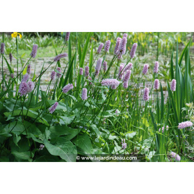 PERSICARIA bistorta \'Superba\'