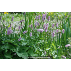 PERSICARIA bistorta 'Superba' PERSICARIA bistorta 'Superba'