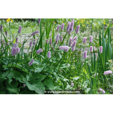 PERSICARIA bistorta \'Superba\'