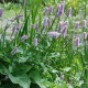 PERSICARIA bistorta 'Superba'