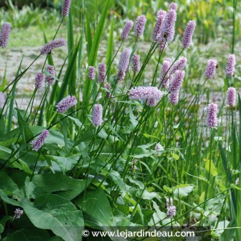 PERSICARIA bistorta &#039;Superba&#039;