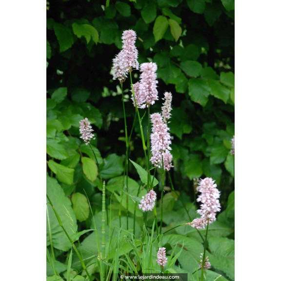 PERSICARIA bistorta 'Superba'