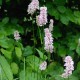 PERSICARIA bistorta 'Superba'