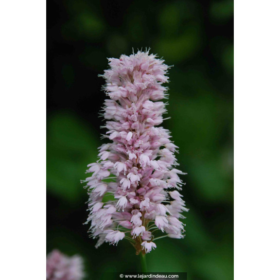 PERSICARIA bistorta 'Superba'