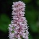 PERSICARIA bistorta 'Superba'