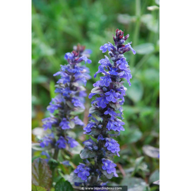 AJUGA reptans \'Atropurpurea\'