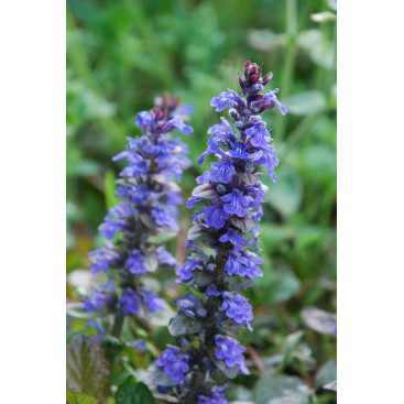 AJUGA reptans \'Atropurpurea\'
