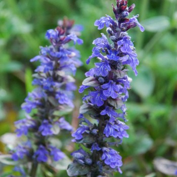 AJUGA reptans &#039;Atropurpurea&#039;