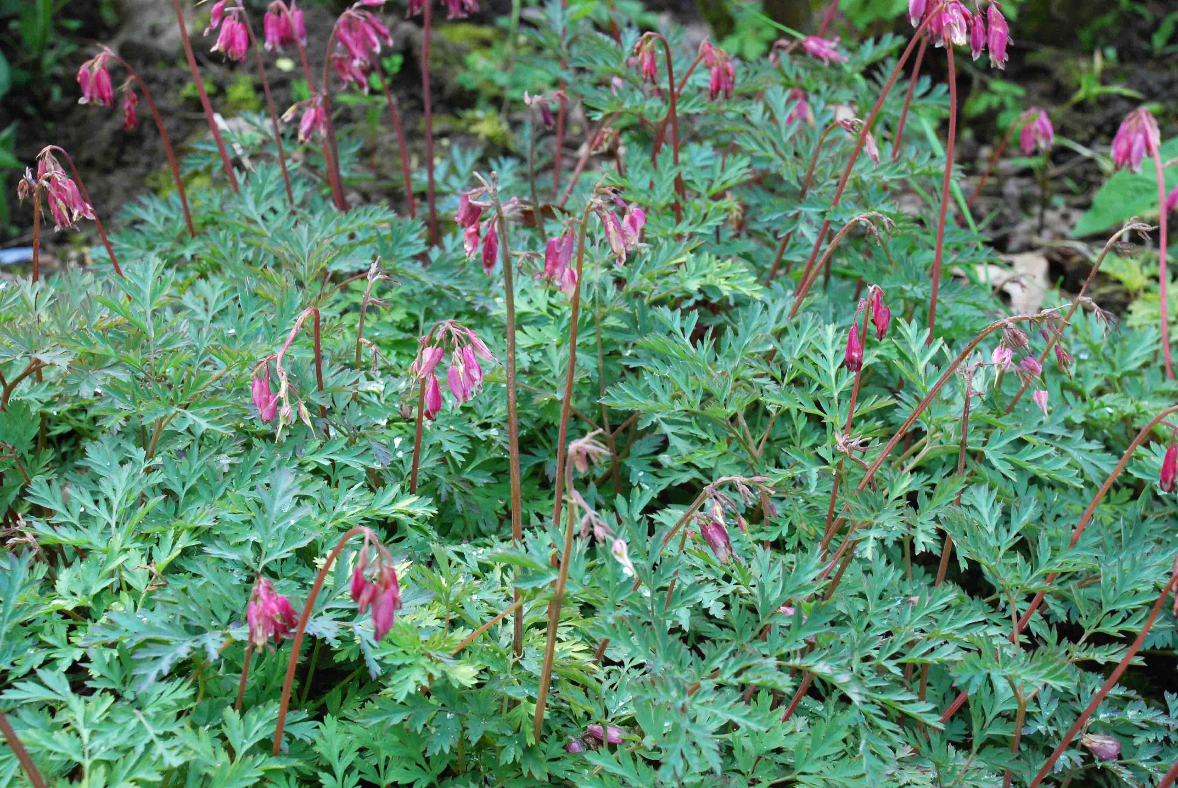 DICENTRA 'Stuart Boothman', Coeur de Marie, petit Le Jardin d'eau