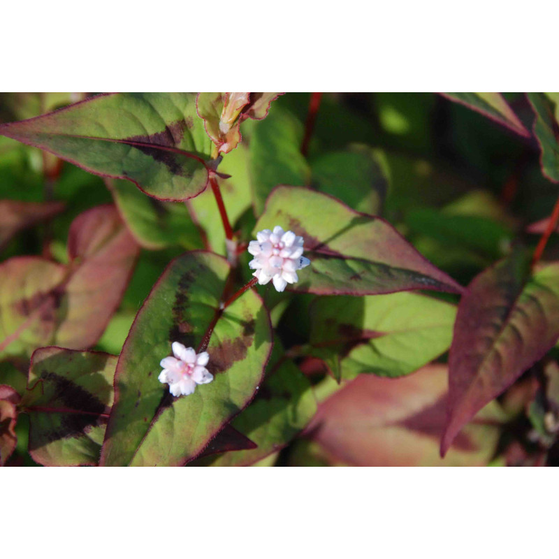 PERSICARIA elata