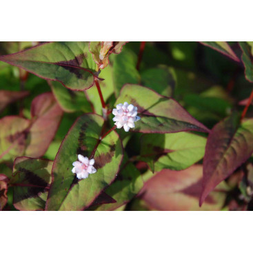 PERSICARIA elata