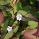 PERSICARIA elata