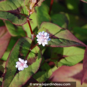 PERSICARIA elata