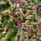 PERSICARIA elata