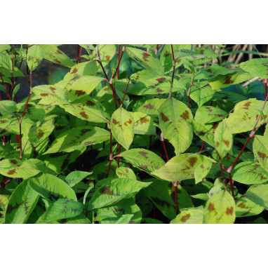 PERSICARIA virginiana