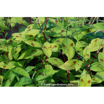 PERSICARIA virginiana