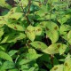 PERSICARIA virginiana